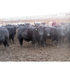 Image 2 : Cluny Colony - 770# October Delivery Weaned Steers - 60 Head (Cluny, AB)
