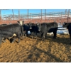 Image 2 : Crooked Creek Ranch - 12 Second Calvers (Pen 404)