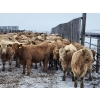 Image 3 : Patzer Ranch Ltd. - 690# December Delivery Weaned Heifers - 90 Head (Waldeck, SK) VBP+
