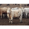 Image 4 : Cluny Colony - 780# October Delivery Weaned Heifers - 70 Head (Cluny, AB)