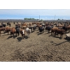 Image 2 : Amber Mountain Farms - 720# June Delivery Heifers - 110 Head (Fincastle, AB)