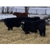 Image 2 : Houston Farms - 630# March Delivery Steers - 55 Head (Eckville, AB)
