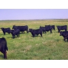 Image 4 : Saddle Ridge & S-S Ranch - 550# October Delivery Steer Calves - 110 Head (Strathmore, AB)
