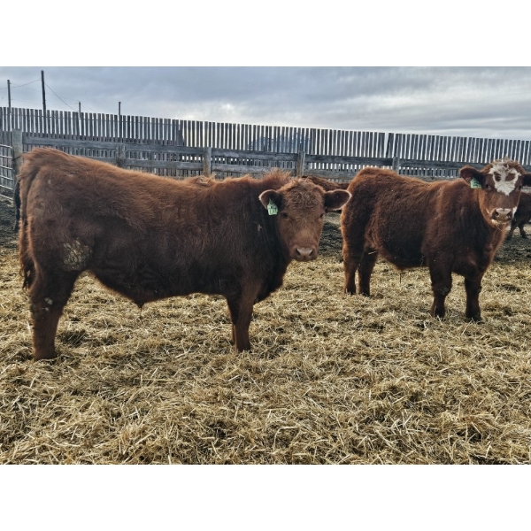 C.O. Johnson & Sons Ranches - 895# February Delivery Steers - 173 Head (Scandia, AB) VBP+