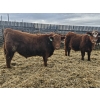 Image 1 : C.O. Johnson & Sons Ranches - 895# February Delivery Steers - 173 Head (Scandia, AB) VBP+