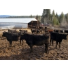 Image 13 : Fridlington Family Farms - 675# March Delivery Heifers - 243 Head (Kersley, BC)