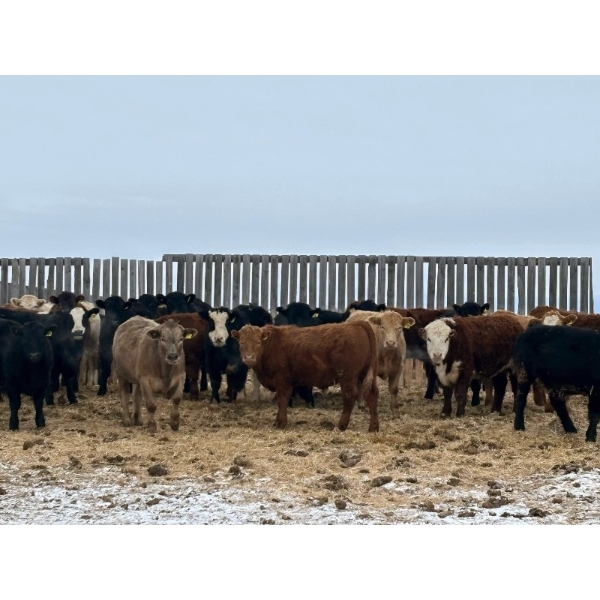 Hines Ranching - 875# February Delivery Yearling Steers - 70 Head (Marwayne, AB)