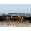 Image 1 : Hines Ranching - 875# February Delivery Yearling Steers - 70 Head (Marwayne, AB)