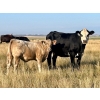 Image 15 : Darcy, Colton & Blake Reinhardt - 650# Steer Calves - 95 Head (Nightingale, AB)