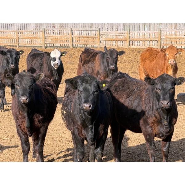 Van Hal Livestock Inc. - 700# May Delivery Heifers - 75 Head (Seven Persons, AB)