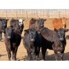Image 1 : Van Hal Livestock Inc. - 700# May Delivery Heifers - 75 Head (Seven Persons, AB)