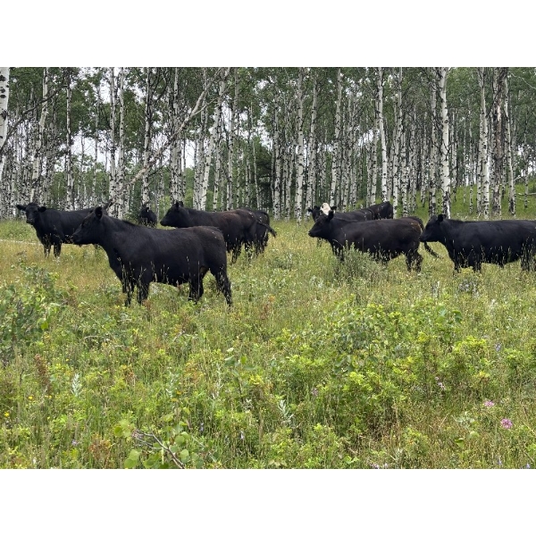 Big Loop Cattle Co. - 980# September Delivery Grass Steers - 132 Head (Longview, AB)