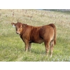 Image 2 : North Slope Farms - 565# November Delivery Heifer Calves - 100 Head (Czar, AB)