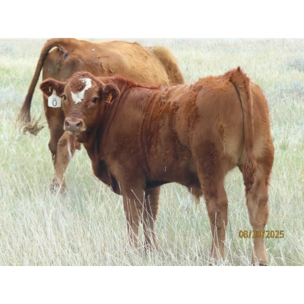 Leonard Lundquist & Andrew Ranching - 660# October Steer Calves - 95 Head (Rolling Hills, AB)