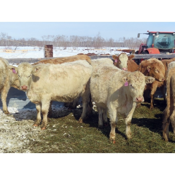 Frank Martens - 18 Cream/White Char X Bred Heifers (Theodore, SK)