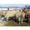 Image 1 : Frank Martens - 18 Cream/White Char X Bred Heifers (Theodore, SK)