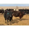 Image 9 : 9X Enterprises - 750# April Delivery Steers - 135 Head (Millicent, AB)