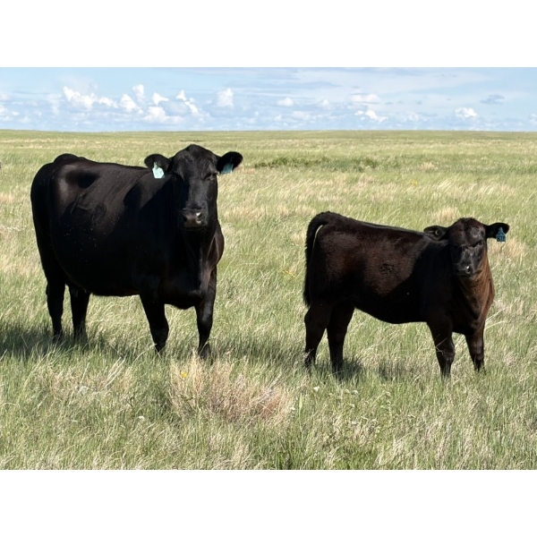 Douglass Bros. Ranching - 580# November Delivery Heifer Calves - 100 Head (Gem, AB)
