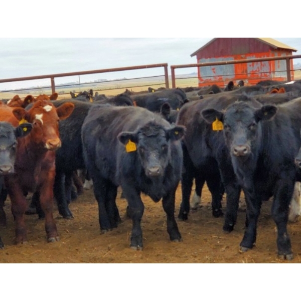 Saddle Ridge & S-S Ranch - 650# October Delivery Steer Calves - 180 Head (Strathmore, AB)