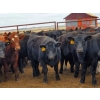 Image 1 : Saddle Ridge & S-S Ranch - 650# October Delivery Steer Calves - 180 Head (Strathmore, AB)