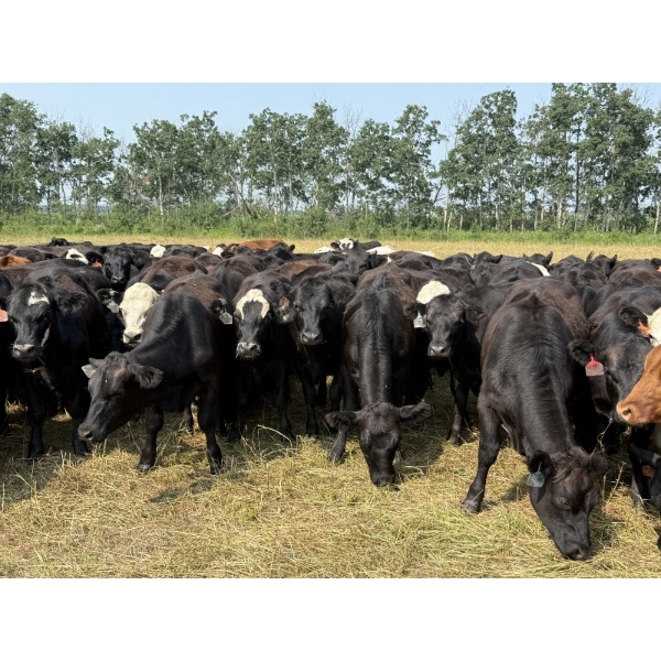 Richards Family Farms & Livestock Ltd. - 725# October Delivery Grass Heifers - 85 Head (Bangor, SK) 