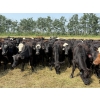 Image 1 : Richards Family Farms & Livestock Ltd. - 725# October Delivery Grass Heifers - 85 Head (Bangor, SK) 