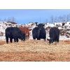 Image 3 : Maverick Livestock - 590# February Delivery Steers - 200 Head (Hines Creek, AB)