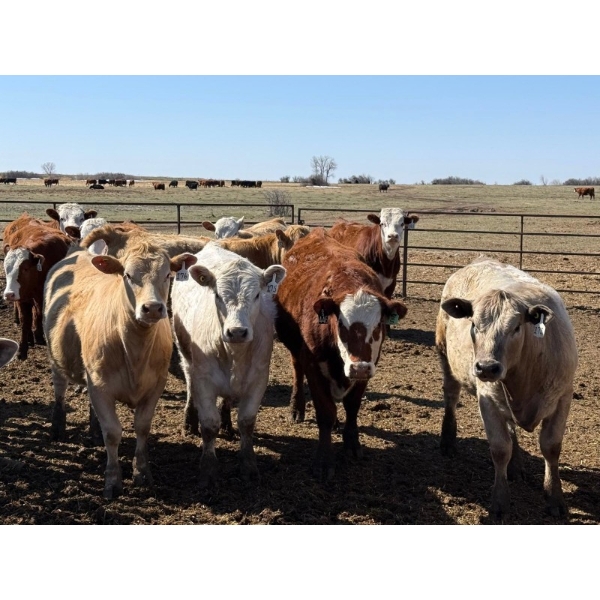 Dennis Bjelland - 975# May Delivery Heifers - 45 Head (Patricia, AB)