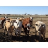 Image 1 : Dennis Bjelland - 975# May Delivery Heifers - 45 Head (Patricia, AB)