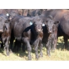 Image 3 : L & J Ranch - 640# October Delivery Steer Calves - 58 Head (Harptree, SK)