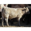 Image 9 : Strickland Cattle Co. - 535# November Steer Calves - 75 Head (Milestone, SK)