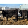 Image 11 : Greg Trewin - 26 BBF/BWF/Black Bred Heifers (Coulter, MB)