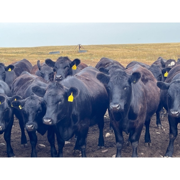 Boggy Springs Ranch - 970# September Grass Heifers - 100 Head (Maple Creek, SK)