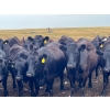 Image 1 : Boggy Springs Ranch - 970# September Grass Heifers - 100 Head (Maple Creek, SK)