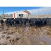Image 4 : TV Bar Farms Ltd. - 680# March/April Delivery Steers - 80 Head (Goodlands, MB)
