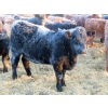 Image 7 : Hockridge Farms Ltd. - 770# March Delivery Heifers - 156 Head (Dauphin, MB)