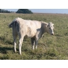 Image 7 : Wolverine Cattle Co. - 935# September Delivery Grass Heifers - 205 Head (Guernsey, SK)
