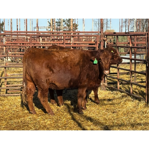 Fox Cattle Co. - 6 Bred Heifers (Pen 517)