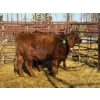 Image 1 : Fox Cattle Co. - 6 Bred Heifers (Pen 517)