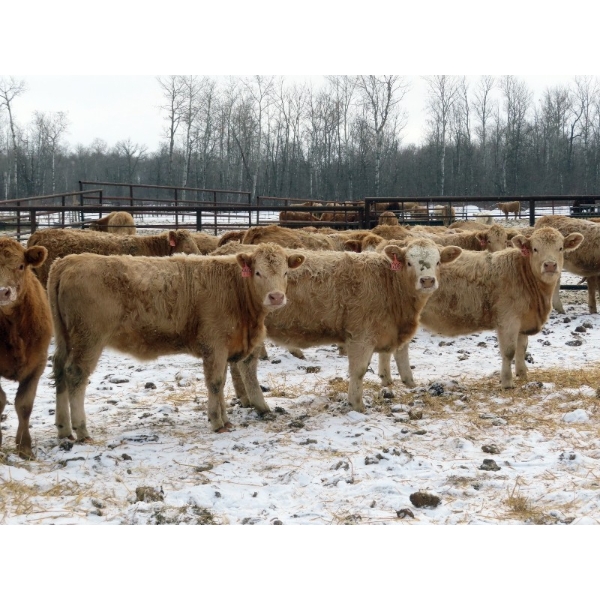 Terry Sliworsky - 800# February Delivery Heifers - 80 Head (Meadow Portage, MB)
