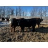 Image 8 : Chris Bartel - 1025# March Delivery Steers - 60 Head (Fort Vermilion, AB)