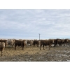 Image 7 : Bauer Ranching - 890# February Delivery Steers - 210 Head (Hilda, AB)