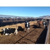 Image 3 : Idaho Dairies/Ranches - 28 Cows (Burley, ID)