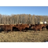 Image 2 : Cunningham Cattle Co. - 975# October Delivery Open Heifers - 50 Head (Sundre, AB)