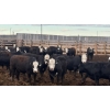 Image 5 : M.S. MacLean Livestock - 950# June Delivery Steers - 244 Head (Coaldale, AB)