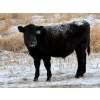 Image 3 : Stockwell Cattle Ltd. - 550# December Delivery Steer Calves - 70 Head (Macrorie, SK) VBP+