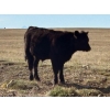 Image 17 : TNT Cattle Co. Ltd. - 500# October Delivery Steer Calves - 95 Head (Manyberries, AB)