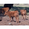 Image 2 : Linda Allison - 640# October Delivery Steer Calves - 70 Head (Princeton, BC)