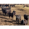 Image 6 : Blandford Farms Ltd. - 930# April/May Delivery Steers - 185 Head (Scandia, AB)