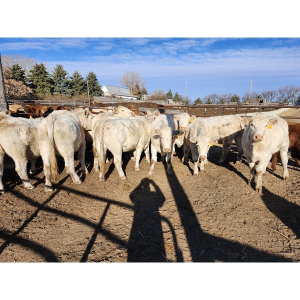 Deer Range Farms - 1100# November Grass Steers - 16 Head (Stewart Valley, SK)